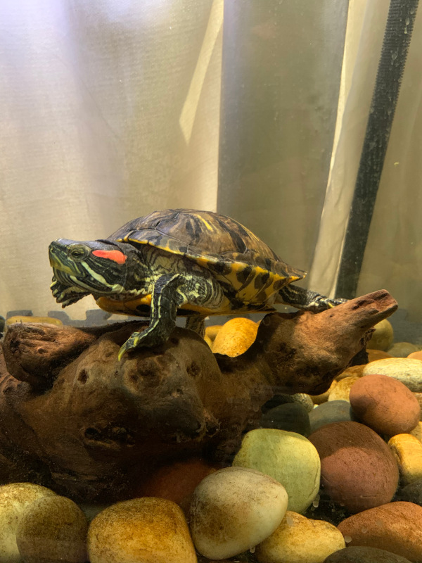 Red-eared slider turtles