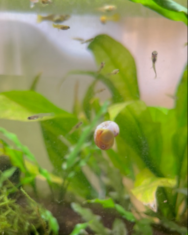 Ramshorn snails