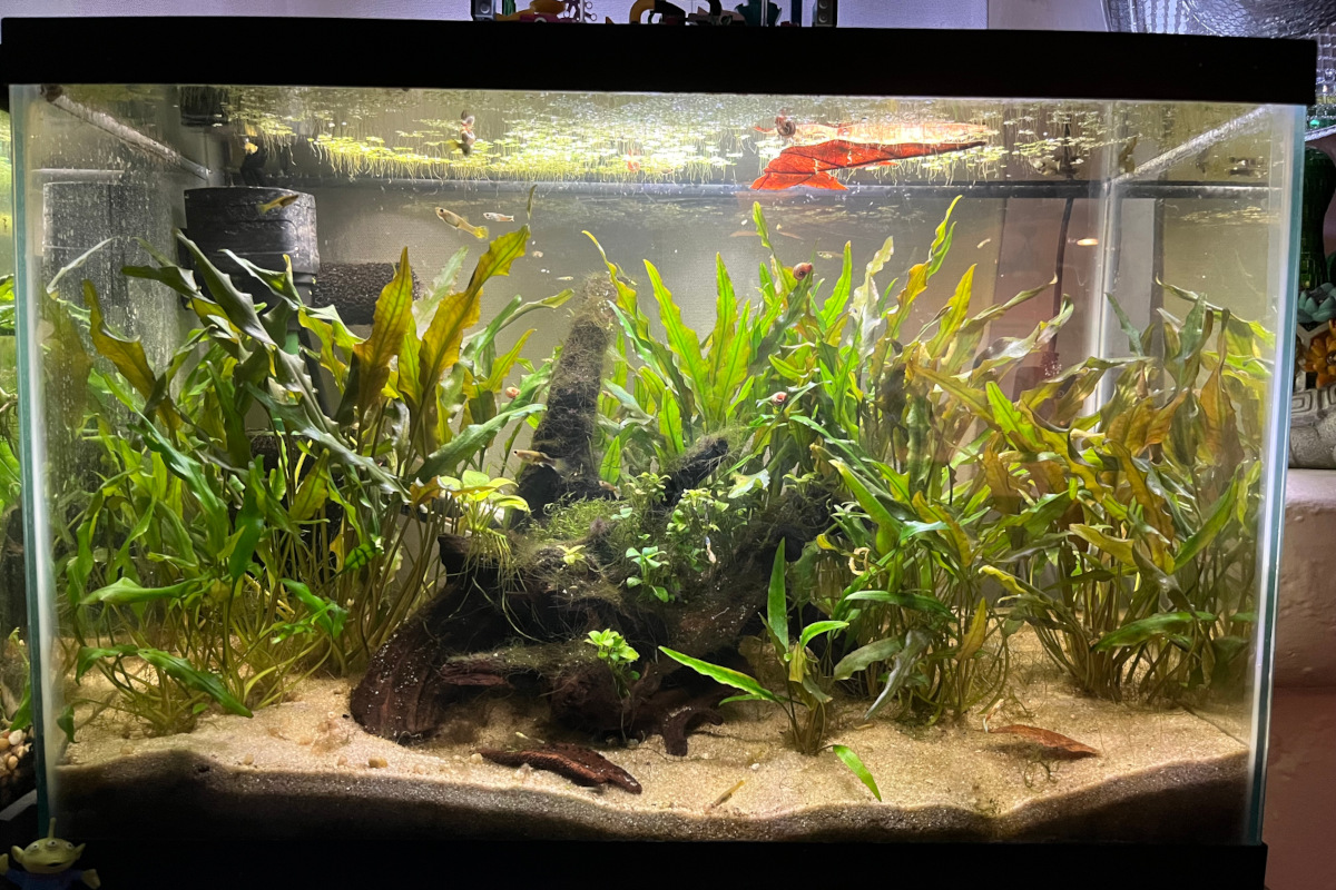Guppy Tank 2 – 20 gallon guppy fish habitat