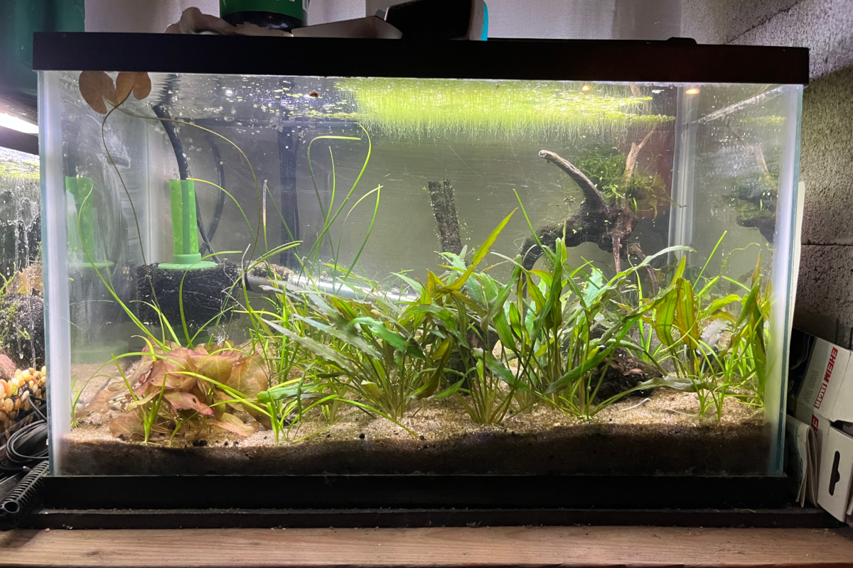 Snail Tank – 10 gallon plant habitat