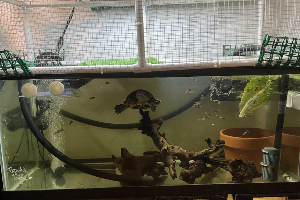 Turtle Tank 2 – 75 gallon red-eared slider habitat